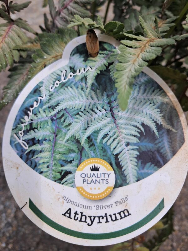 Paproć japońska 'Silver Falls', niska, mrozoodporna