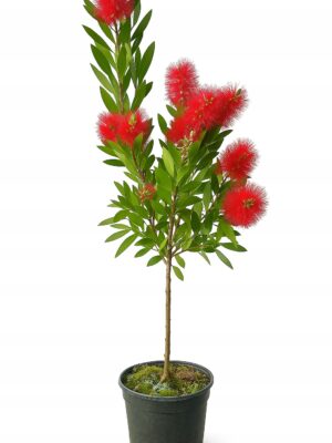 Kuflik Cytrynowy 100-130