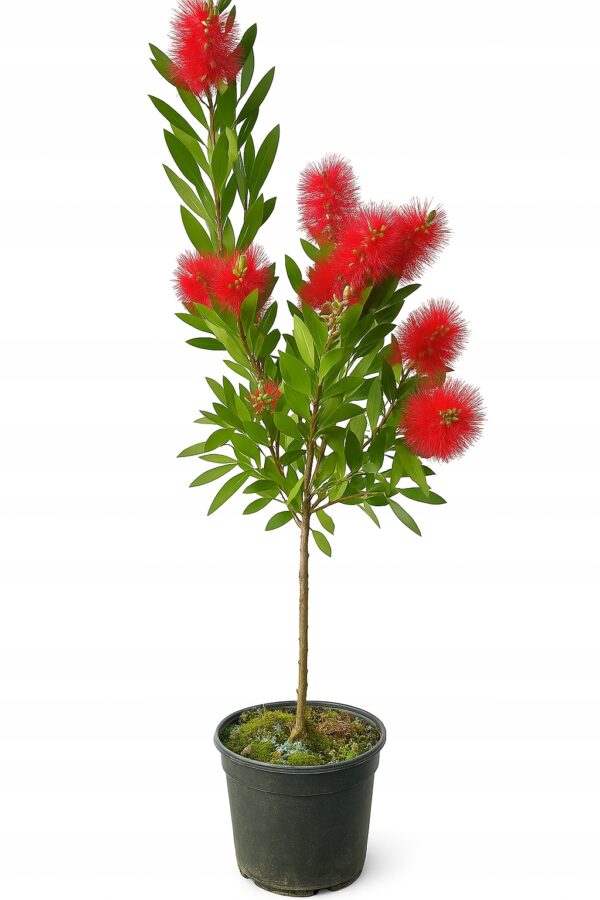 Kuflik Cytrynowy 100-130