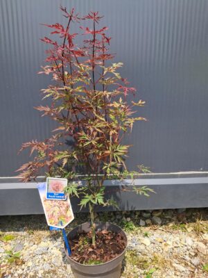 Klon palmowy Royal Garnet 50-70cm