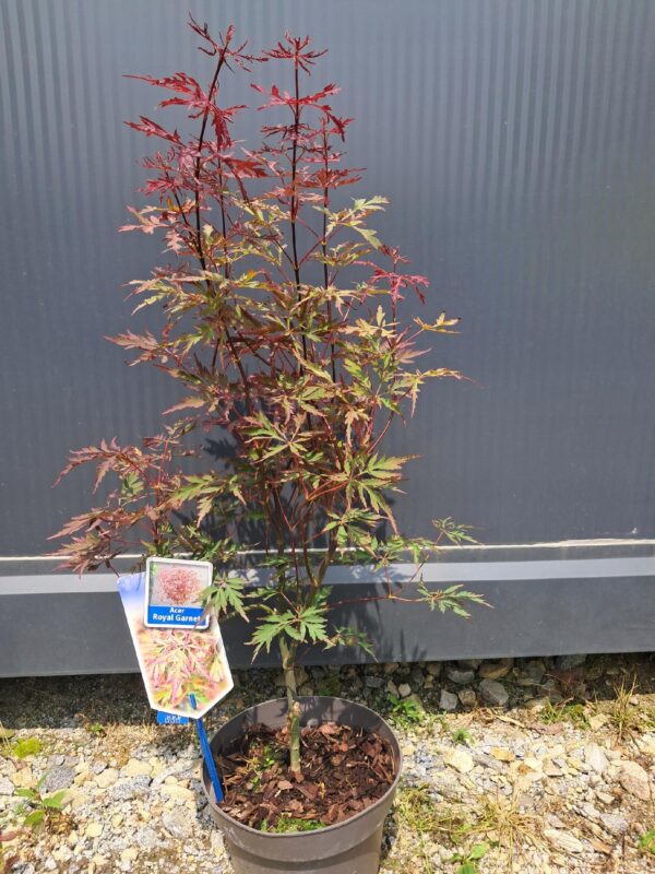 Klon palmowy Royal Garnet 50-70cm