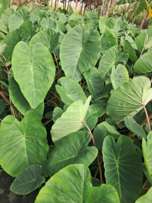 Kolokazja Pink China, duża sadzonka, egzotyk, szybkorosnąca roślina