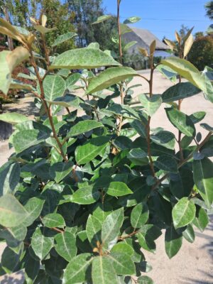 Oliwnik Ebbinge'a zimozielony krzew na pniu, mrozoodporny