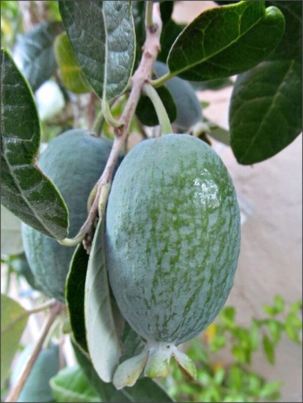 Feijoa (Akka sellowa) egzotyczne drzewko, jadalne owoce 140cm
