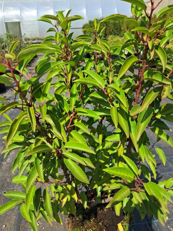 Laurowiśnia iberyjska-portugalska, żywopłot, donica-ogród