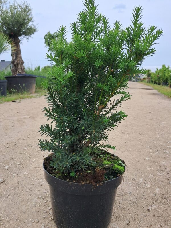 Cis pośredni Hilli żywopłot 30-40cm