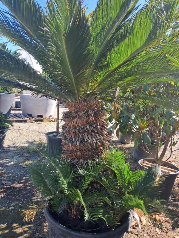 Cykas Revoluta Sagowiec 110-130cm donica, taras, egzotyk, ogród zimowy