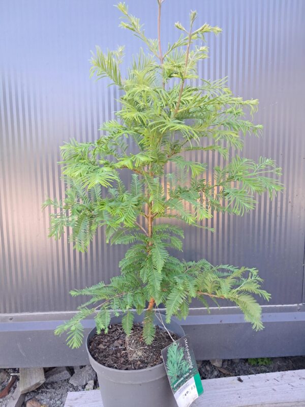 Metasekwoja karłowa Chubby, drzewo szybkorosnące, mrozoodporne, iglaste