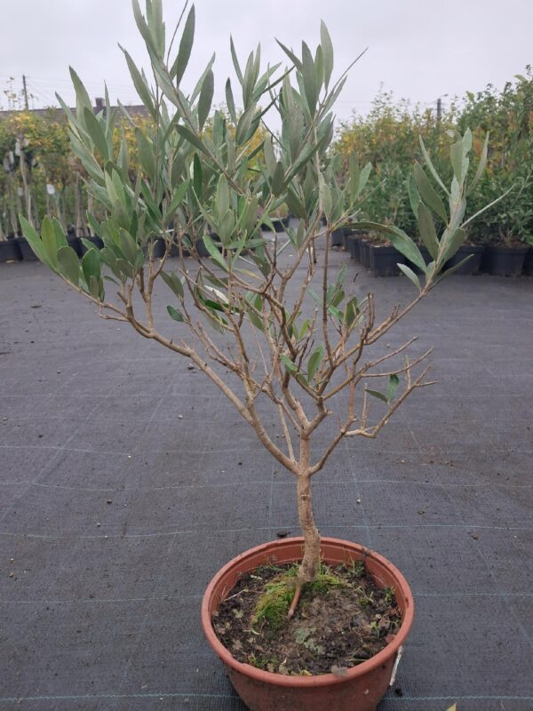 Oliwka europejska w formie bonsai, egzotyk w Twoim domu