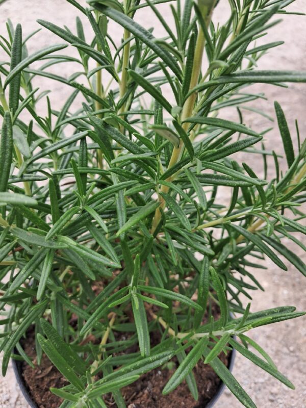 Rozmaryn doniczka/ duża sadzonka 40cm PAKIET 3 SZTUK zioła