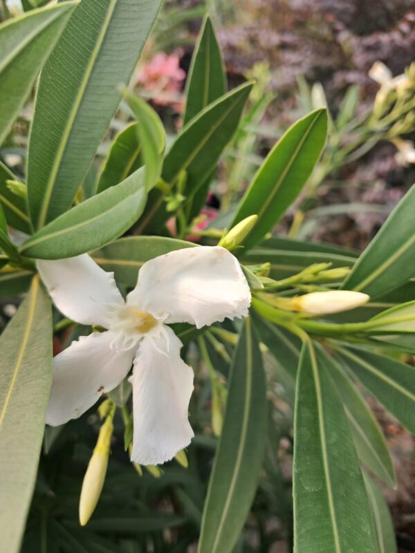 Oleander, duży okaz, kolor  różowy, donica, taras, egzotyk