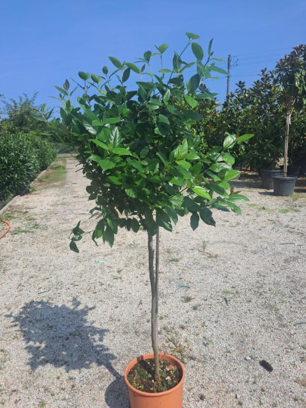 Kalina wawrzynowata 'Viburnum Tinus' zimozielona kwitnąca 2 razy