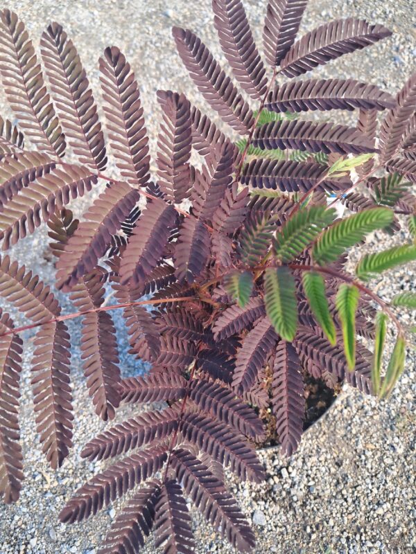 Albicja czekoladowa 'Summer chocolate'