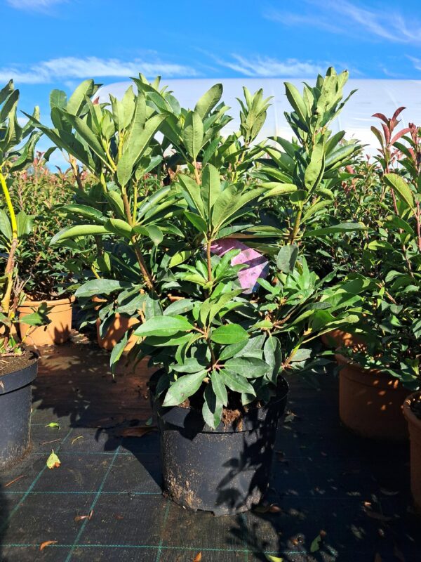 Rododendron/różanecznik 'Durantik' zimozielony