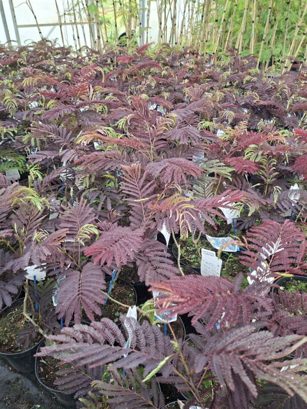 Albicja czekoladowa 'Summer chocolate'