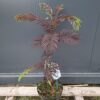 Albicja czekoladowa 'Summer chocolate'