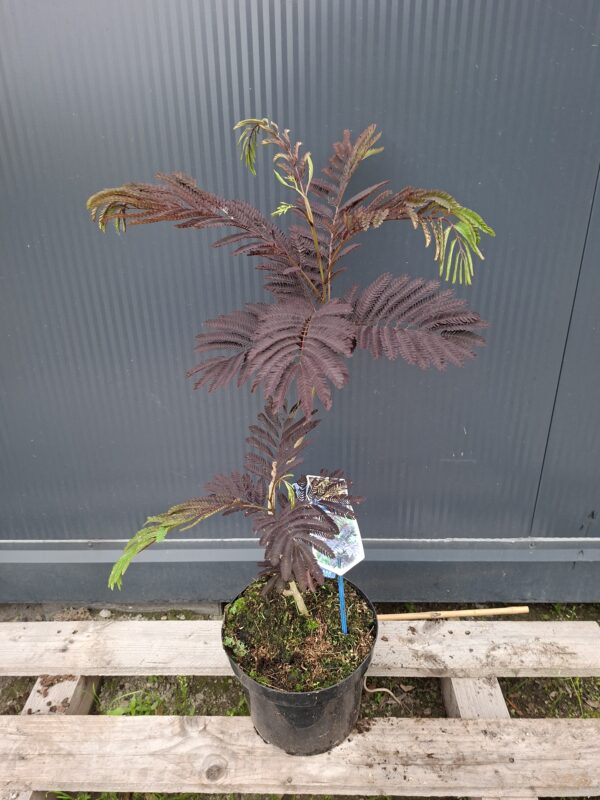 Albicja czekoladowa 'Summer chocolate'