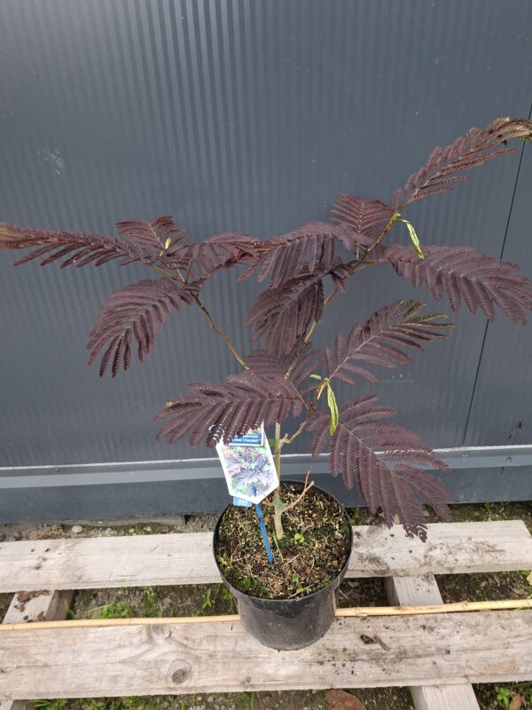 Albicja czekoladowa 'Summer chocolate'