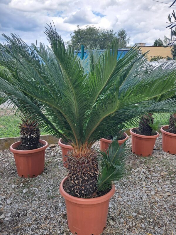 Cykas Sagowiec Revoluta Egzotyk roślina na taras