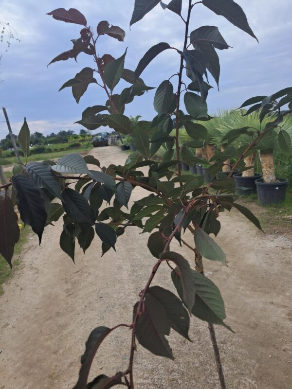 Wiśnia japońska 'Royal Burgundy' pełne różowe kwiaty, ciemne liście