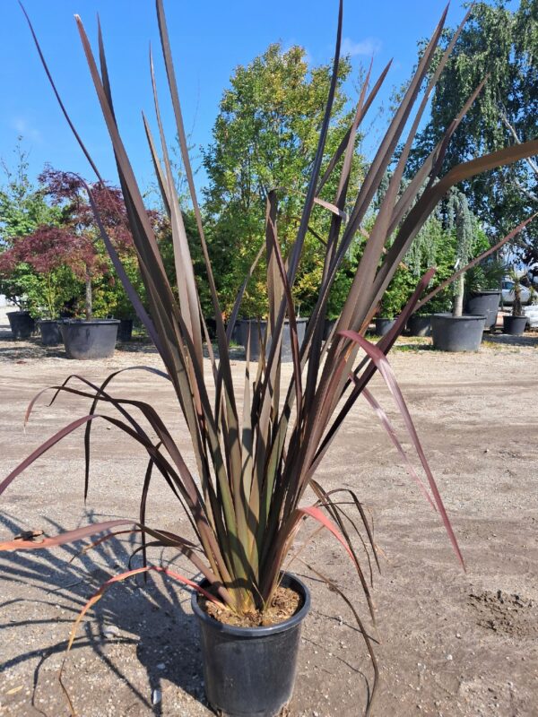 Len nowozelandzki DUŻY 120-140cm