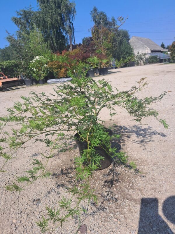 Klon palmowy 'Emerald Lace' wys.50cm, szer.120cm, rozłożysty