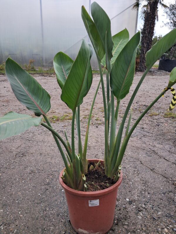 Strelicja Reginae, Królewska, Rajski Ptak egzotyk