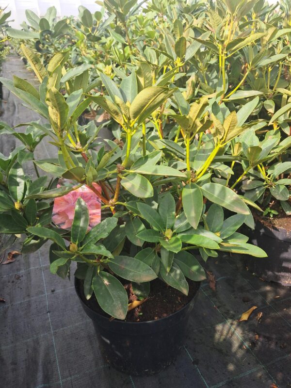 Rododendron/różanecznik 'Hibride Olga' zimozielony