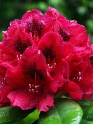 Rododendron/różanecznik 'Lord Roberts' zimozielony, stara odmiana