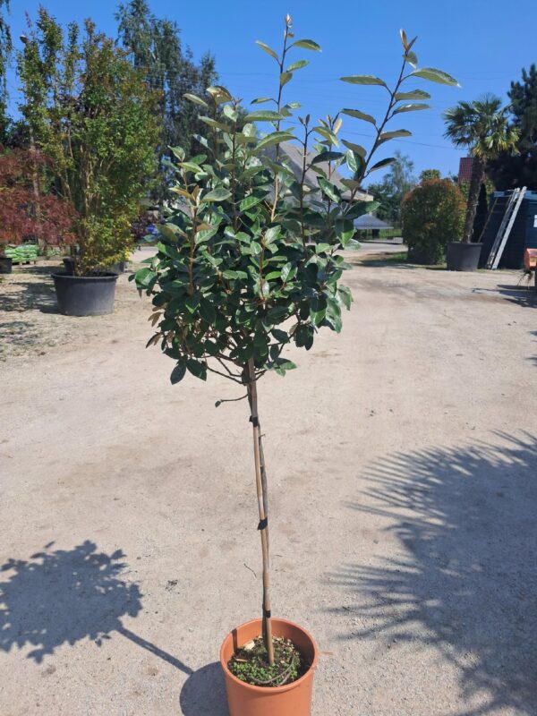 Oliwnik Ebbinge'a zimozielony krzew na pniu, mrozoodporny