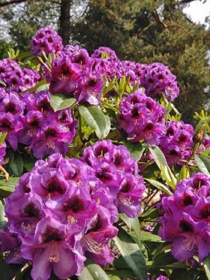 Rododendron/różanecznik 'Orakel' zimozielony