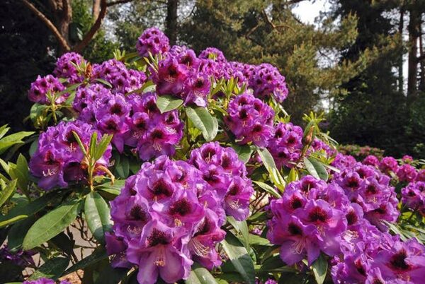 Rododendron/różanecznik 'Orakel' zimozielony
