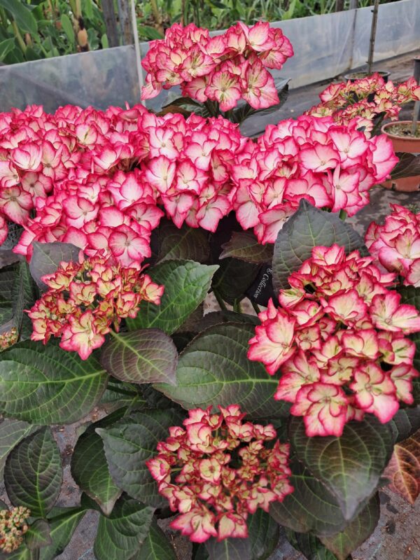 Hortensja ogrodowa Beauty of Boskoop