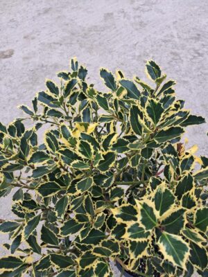 Ostrokrzew żółto-zielony, zimozielony na pniu, ogród, donica