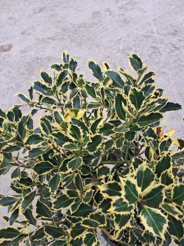 Ostrokrzew żółto-zielony, zimozielony na pniu, ogród, donica