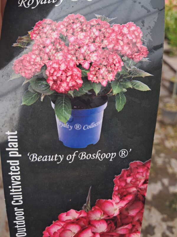 Hortensja ogrodowa Beauty of Boskoop