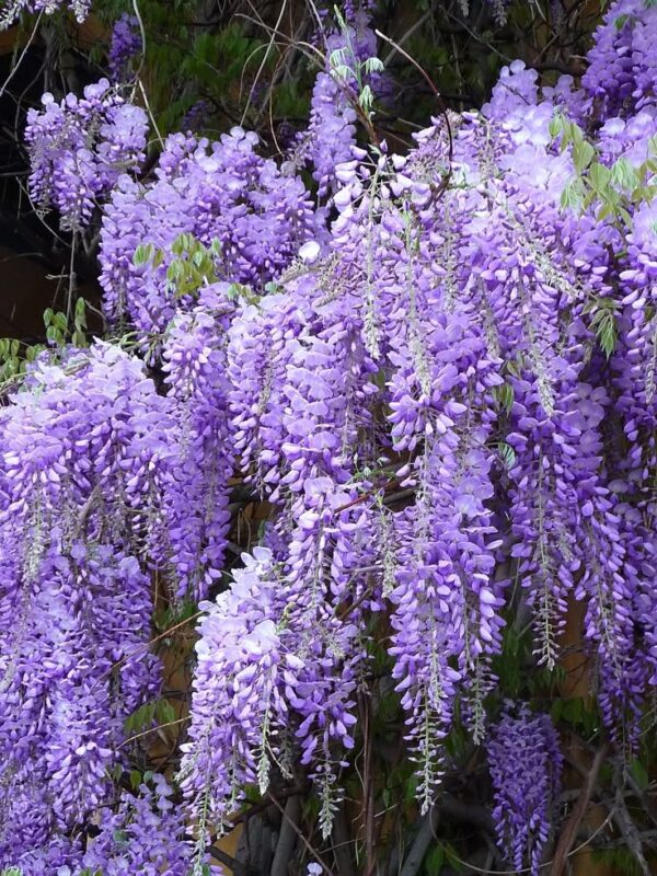 Wisteria (Glicynia) pnącze FIOLETOWA 120-150cm pergola