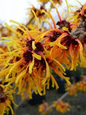 Oczar 'Orange Beauty' kwitnie styczeń-marzec, pomarańczowe kwiaty, 80-90cm