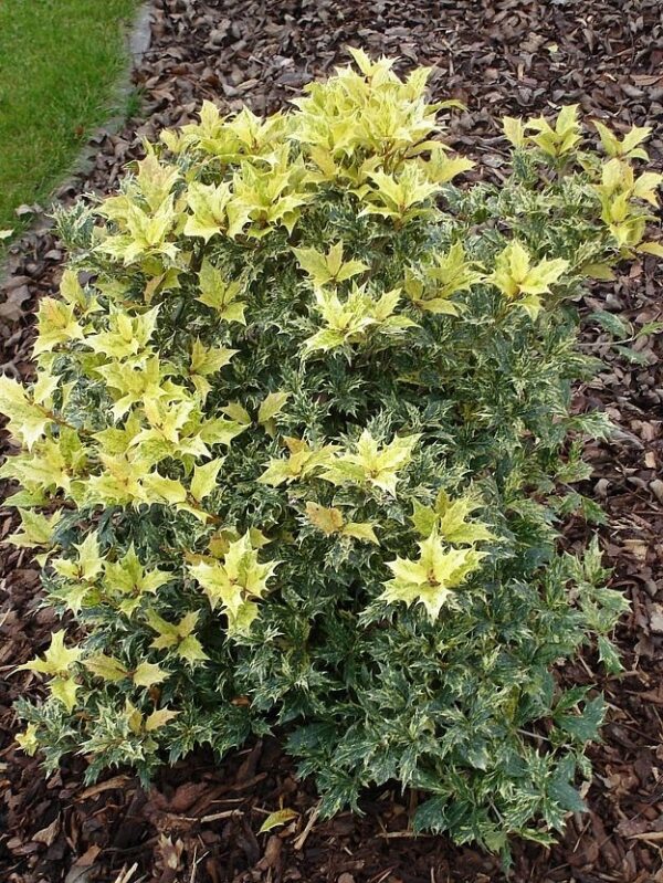 OSMANTUS różnolistny "Goshiki" ZIMOZIELONY, krzew, mrozoodporny