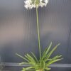 Agapanthus afrykański 'Albus' biały
