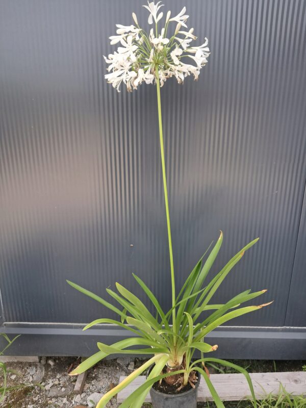 Agapanthus afrykański 'Albus' biały