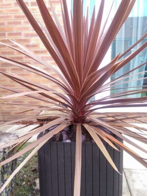 Kordylina Red Star, taras, ogród, roślina doniczkowa