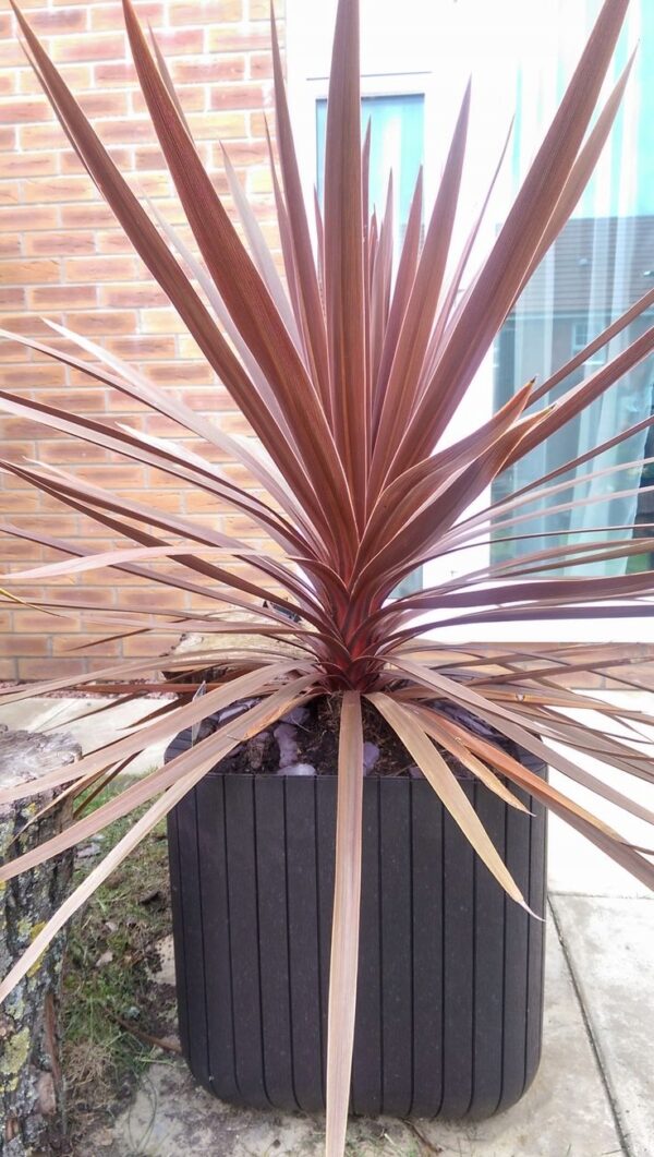 Kordylina Red Star, taras, ogród, roślina doniczkowa
