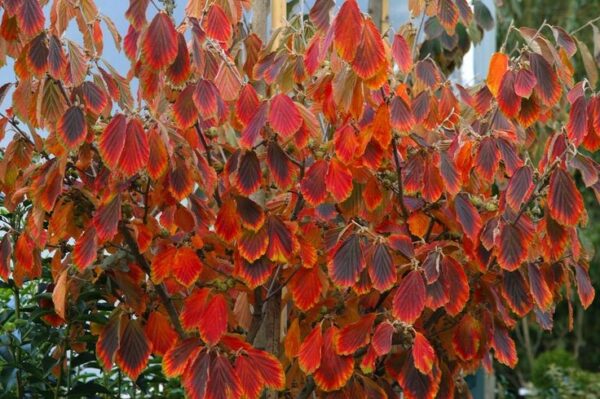 Oczar 'Orange Beauty' kwitnie styczeń-marzec, pomarańczowe kwiaty, 80-90cm