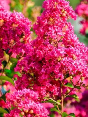 Lagerstroemia indyjska-bez południa KWITNĄCA, wieloletnia, ogród, donica