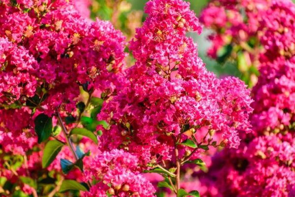 Lagerstroemia indyjska-bez południa KWITNĄCA, wieloletnia, ogród, donica