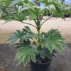 Fatsia Spider 50-60cm