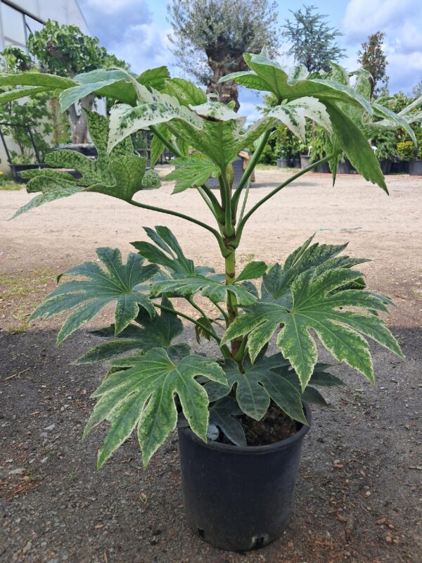 Fatsia Spider 50-60cm