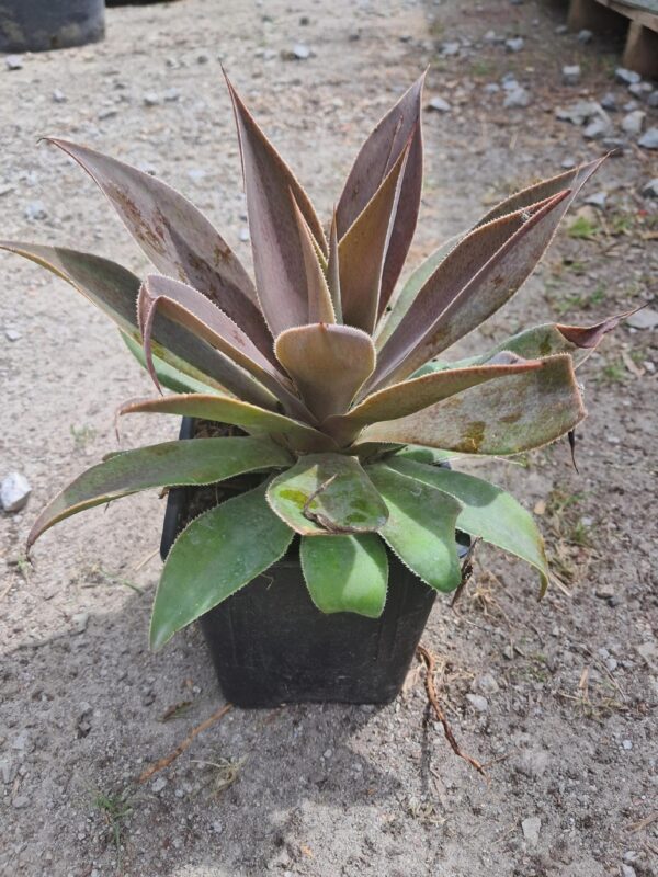 AGAWA wieloletnia sukulent, zimozielona, egzotyk, donica 10-15cm