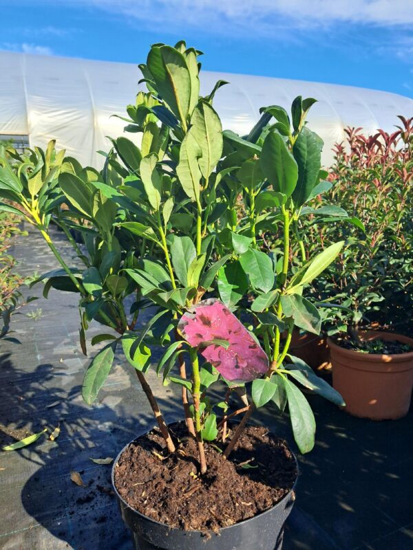 Rododendron/różanecznik 'Orakel' zimozielony